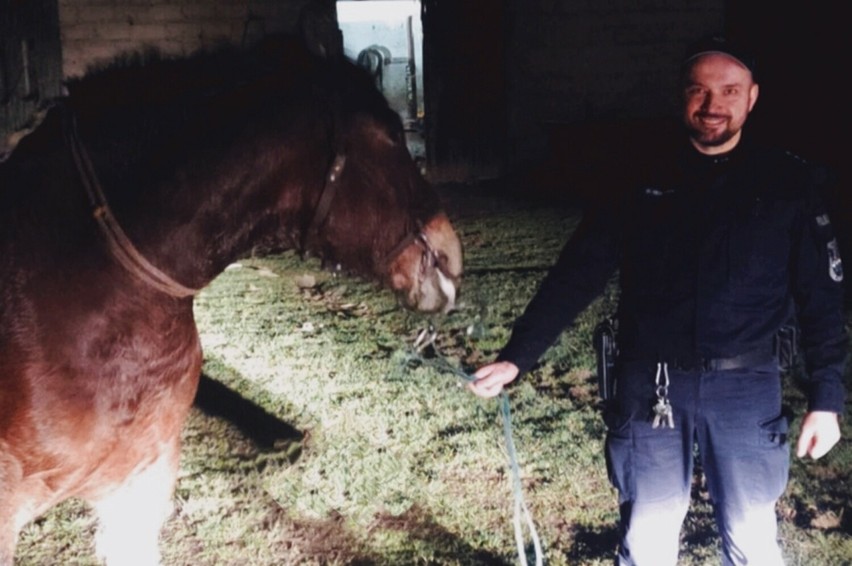 Policjanci spod Lubaczowa szukali... konia. I znaleźli – w sąsiedniej gminie [ZDJĘCIA]