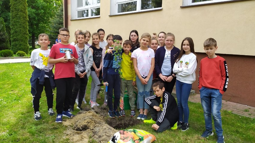 Uczniowie Szkoły Podstawowej nr 6 w Chełmie posadzili jabłonkę ku czci swojej Patronki – Ireny Sendlerowej