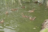 Gmina Mokrsko. Uwaga kaczki na drodze w Chotowie![ZDJĘCIA]