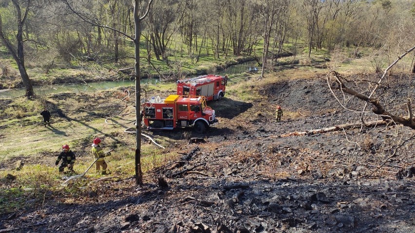 Osiem zastępów straży pożarnej gasiło pożar lasu w Krempnej. Akcja gaśnicza trwała ponad dwie godziny, trwa szacowanie strat [FOTO]