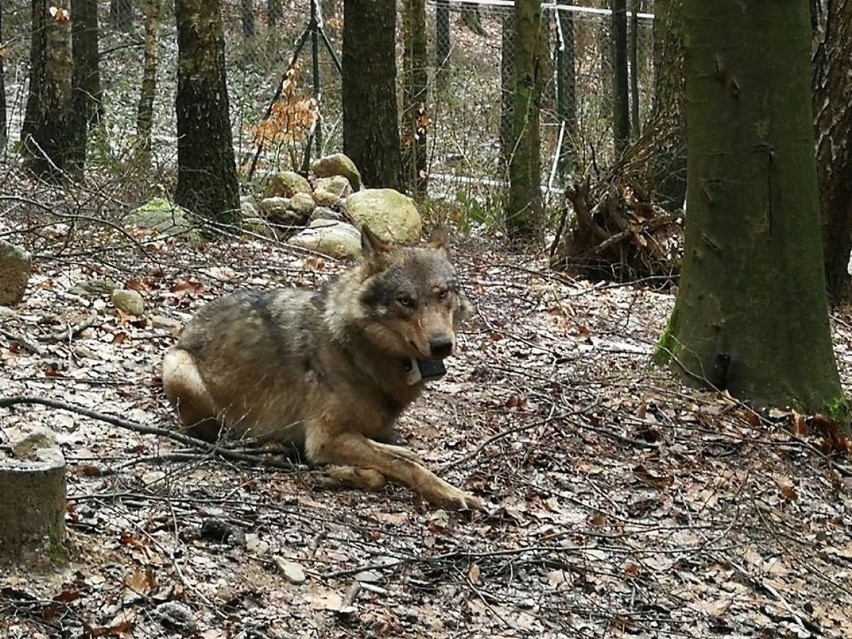 Wilk Miko został zastrzelony w lesie między Biadaczem a...
