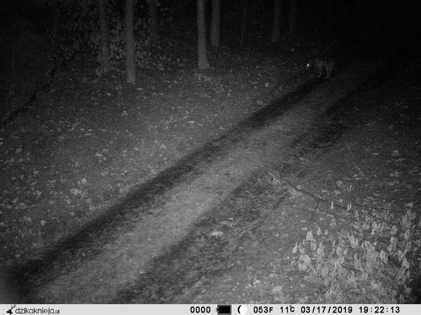 Wilki pojawiły się w lasach Nadleśnictwa Poddębice