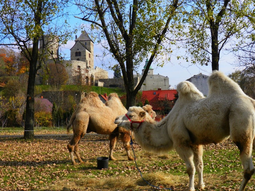 Jesień w Będzinie