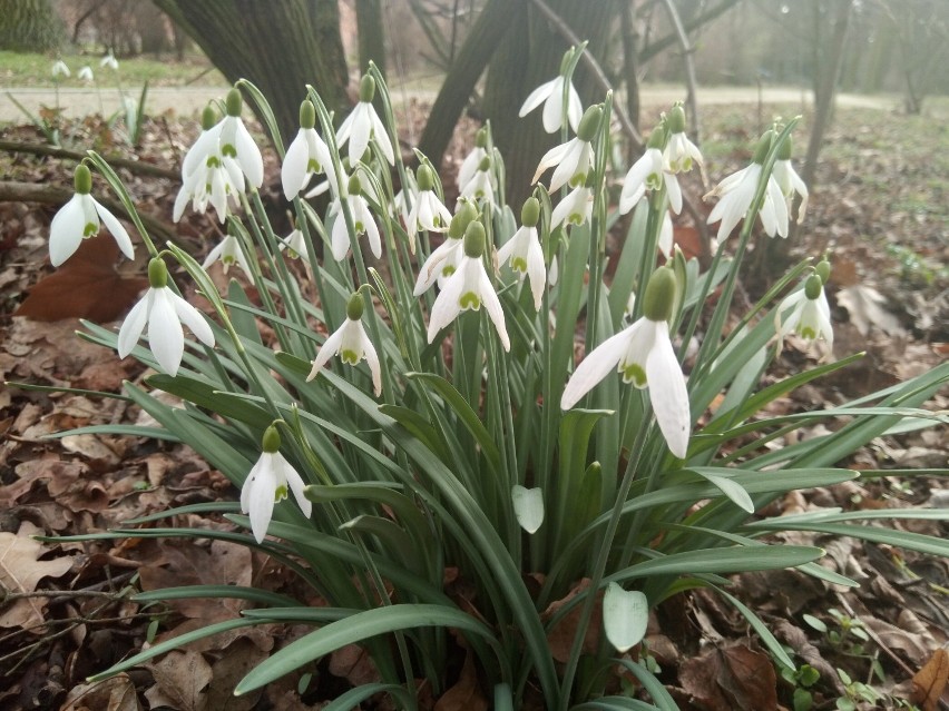 Wiosna zawitała do parku-arboretum w Gołuchowie