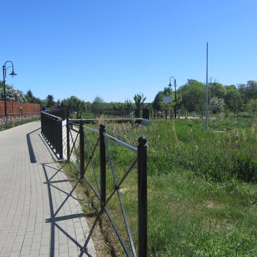 Czempiń. Majowy spacer ścieżką przy Olszynce