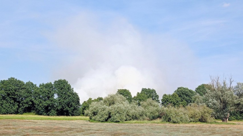 Pożar za Odrą w okolicy Głogowa