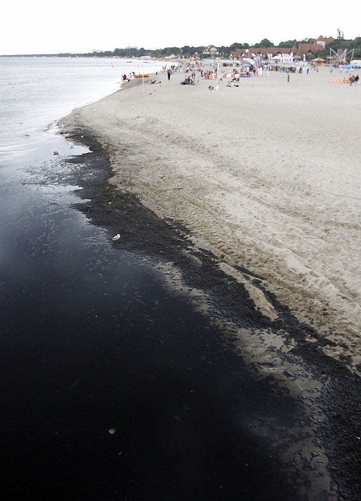 Sopot: Gnijące glony zmorą turystów na sopockiej plaży