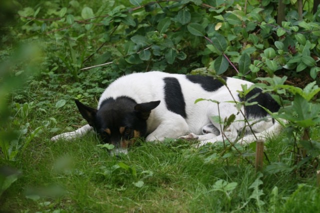 Łatek jest bardzo grzecznym i spokojnym psem. Teraz jego domem jest trawnik przed blokiem.