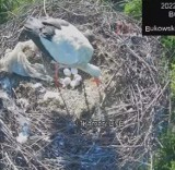 Sekretne życie bocianiej rodziny z Pobiedna. Oglądaj bociany na żywo!