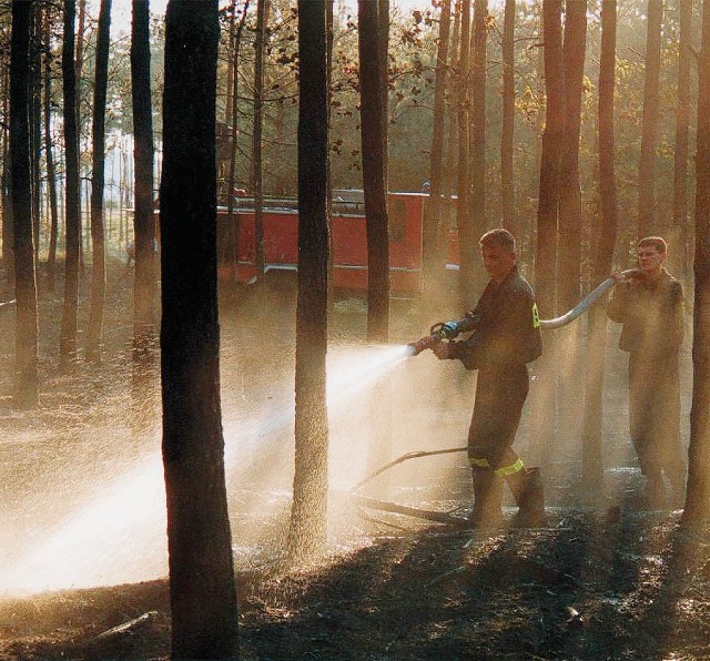 Palił się las w Sztutowie. Na szczęście strażacy szybko ugasili ogień