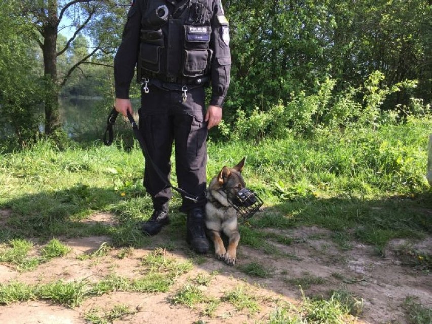 Policjant ze Szczecinka i jego pies odnaleźli staruszka [zdjęcia]