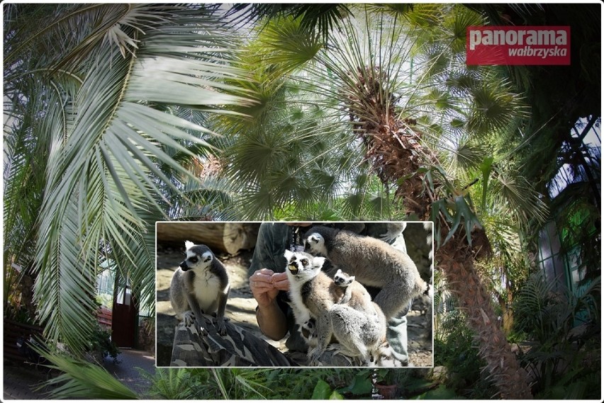 Wałbrzych: Lemury z Czech już czekają na przewiezienie do nowego domu - palmiarni - ZDJĘCIA