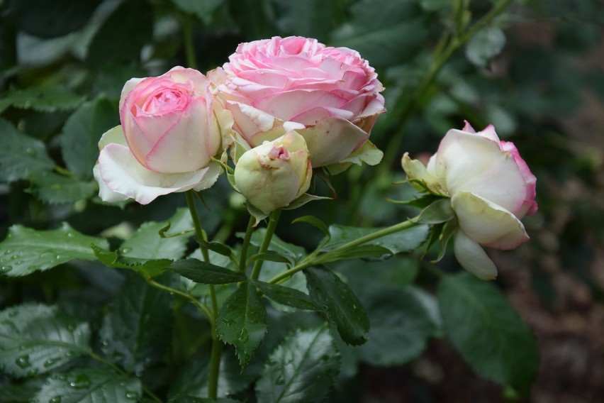 Różany ogród w Łasku nabiera realnych kształtów....
