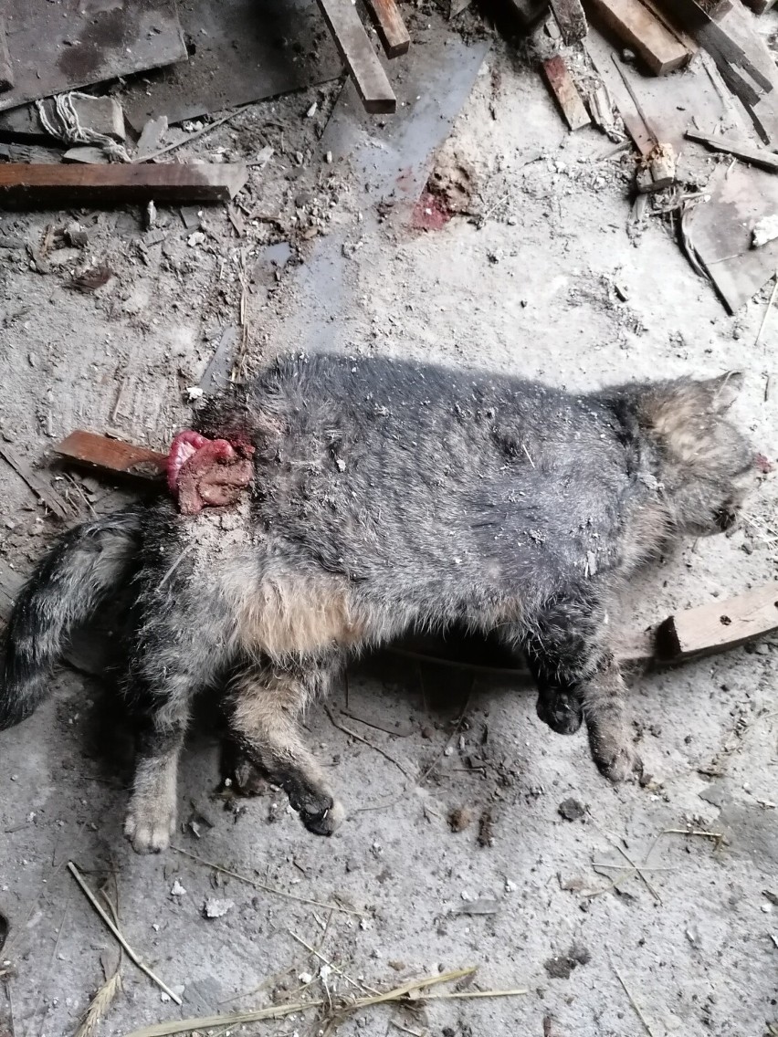 Nieznany sprawca zadźgał - najprawdopodobniej nożem - trzy koty wolno żyjące! Do zdarzenia doszło w Konstantynowie 