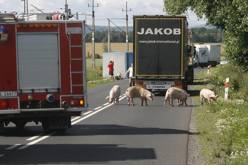 Wypadek ciężarówki ze świniami na trasie Legnica - Złotoryja (ZDJĘCIA)