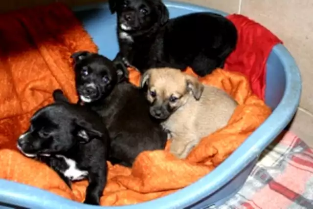 Szczeniaki w schronisku dla zwierząt w Opolu czekają na adopcję