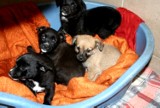 Szczeniaki w schronisku dla zwierząt w Opolu czekają na adopcję 