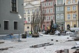 Na Starym Rynku w Poznaniu pojawiły się drzewa. Stworzą wyspy zieleni