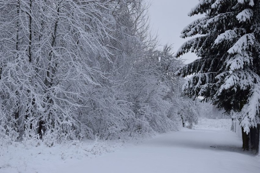 Zimowe krajobrazy Zduńskiej Woli i okolic. Galeria Czytelników ZDJĘCIA