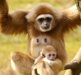 Rodzinka gibbonów poczuła wiosnę. Najmłodsi mieszkańcy zamojskiego ZOO na pierwszych spacerach.