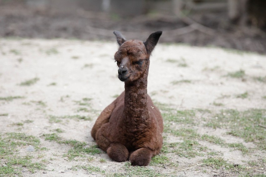 W opolskim ogrodzie zoologicznym przyszła na świat alpaka.