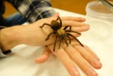 Tarantule, ptaszniki, skorpiony. Niezwykła wystawa pajęczaków w Lubsku, tylko dla ludzi o mocnych nerwach