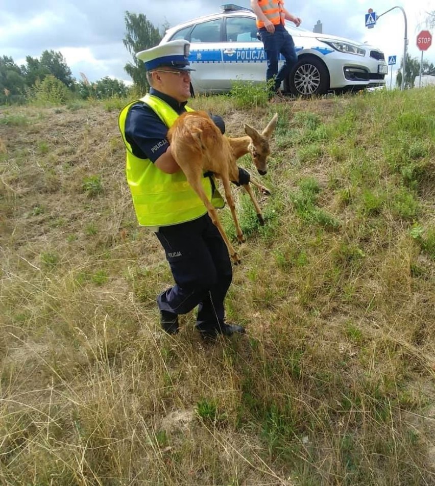 Ostrowski policjant pomaga zwierzętom niczym dr Dolittle