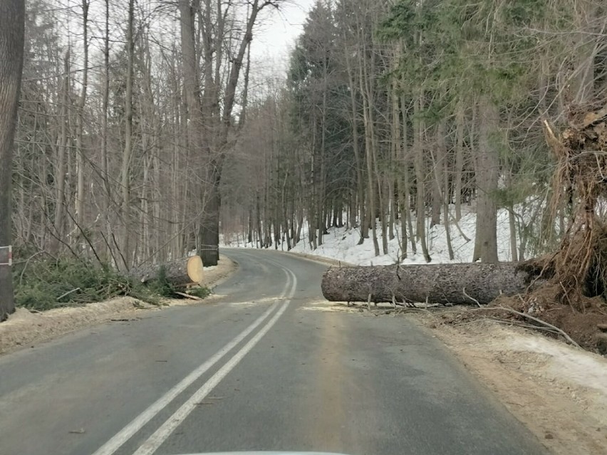Na drogę na Przełęcz Kowarską spadło dzisiaj ogromne drzewo....