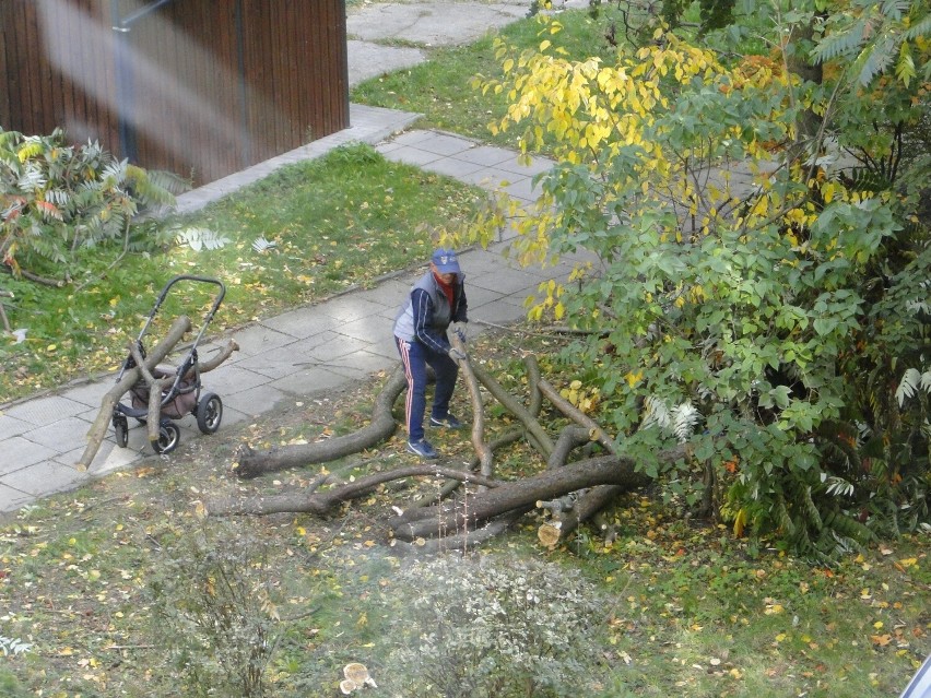 Mieszkańcy Radomia zbierają drewno nawet na skwerach, by...