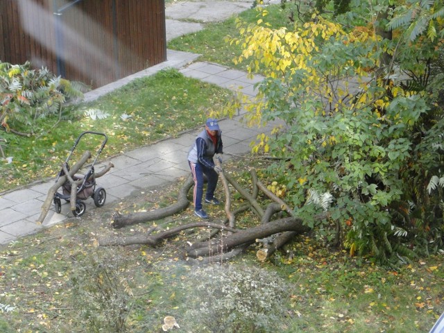 Mieszkańcy Radomia zbierają drewno nawet na skwerach, by mieć opał na zimę.