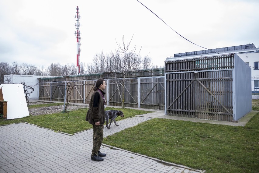 Nietypowi pracownicy Lotniska Chopina. O bezpieczeństwo samolotów i ich pasażerów dba ptasi patrol