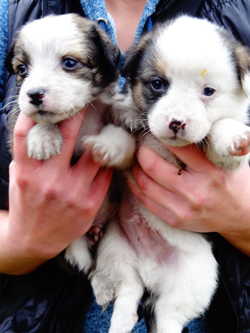 Psy i koty do adopcji Myszków 2013