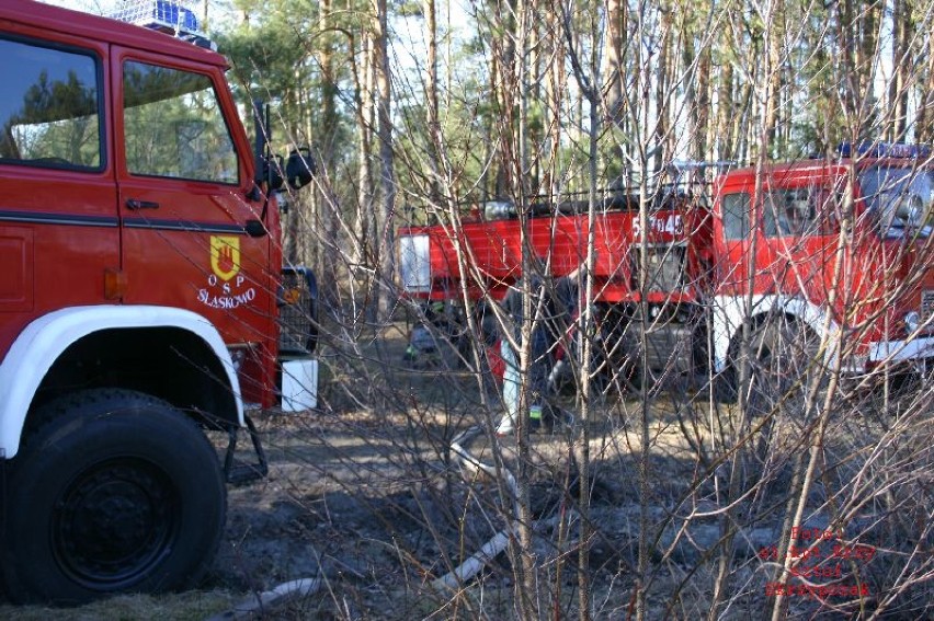 Pożar lasu w Jeziorach gasili strażacy z dwóch województw, z...