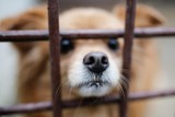 Kraków chce pomóc lwowskiej klinice dla zwierząt