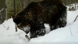 Tatry. Fotopułapka zrobiła zdjęcia jak obudzony ze snu niedźwiedź je... obiad  