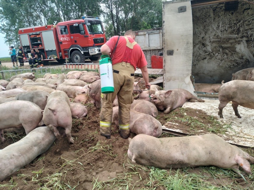 W pojeździe znajdowało się łącznie 90 świń, uratowano 70
