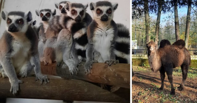 Nowe zwierzaki w nowotomyskim ogrodzie zoologicznym!