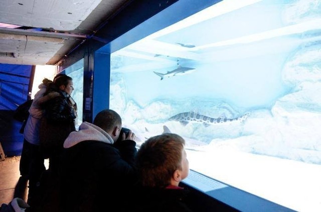 Żywe rekiny można zobaczyć w Świdnicy