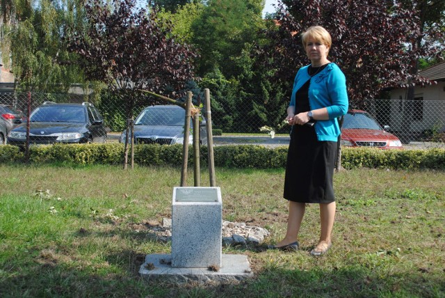 Zniszczono dąb im. Lecha Kaczyńskiego