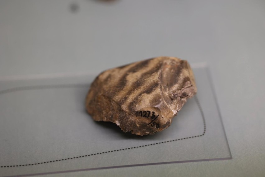 Najstarsze wawelskie zabytki archeologiczne powracają na...
