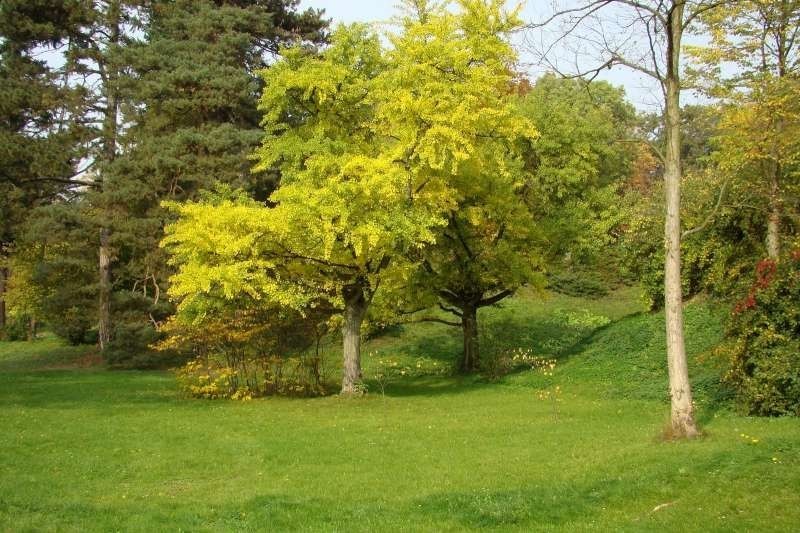 Gołuchów - park jesienią