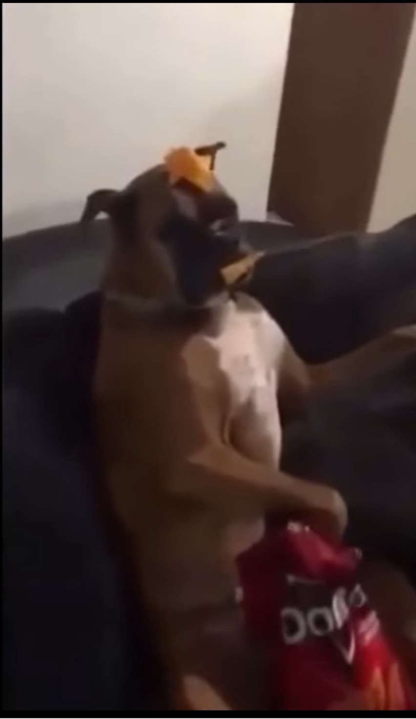 Dogs Mannequin Challenge, czyli nowa wersja komendy "Zdechł...