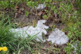 Koronawirus: Foliowe rękawiczki na trawnikach. Zaśmiecone miasta. Zobaczcie zdjęcia