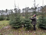 Nadleśnictwo Bełchatów zaprasza po choinki. Świąteczne drzewko można samemu wybrać i wyciąć FOTO, VIDEO