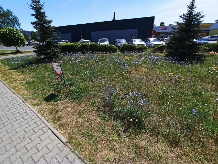 Łąki kwietne w Rawiczu już zakwitają (2022).  Ekologiczne instalacje cieszą oko i dbają o środowisko naturalne
