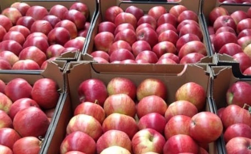 Leszno. Akcja „Jabłuszko” 2021. Do rozprowadzenia jest aż 10 000 kg jabłek. Otwórzmy serca i portfele!