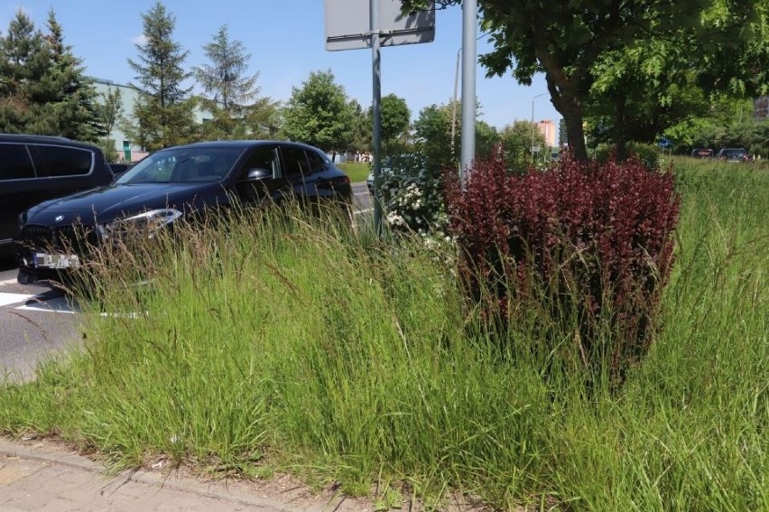 Wysokie trawy zmorą kierowców i rowerzystów w Radomiu. Ograniczają widoczność, zagrażają bezpieczeństwu. Kiedy będzie koszenie?