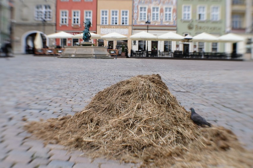 Czy w Poznaniu grasuje słoń?