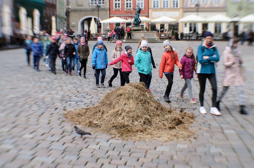 Czy w Poznaniu grasuje słoń?