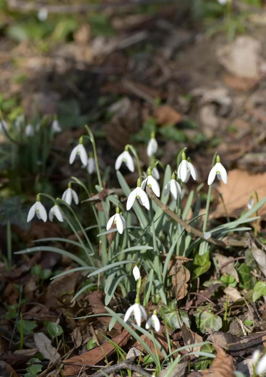 Pierwsze oznaki wiosny w Arboretum w Bolestraszycach